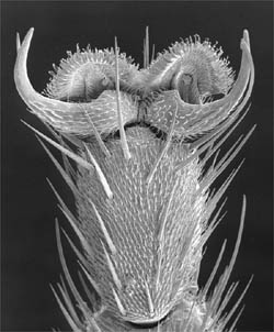 Ciliated Parasites